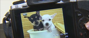 71K views · 1.3K reactions | GOOD NEWS: A volunteer at Maricopa...