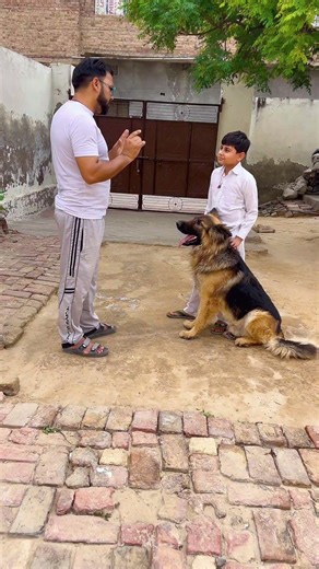 German Shepherd Love ❤️ | Ek Hi Leader Ko Maanta Hai 🐾🔥 #germanshepherd #dog #doglove #dogshorts