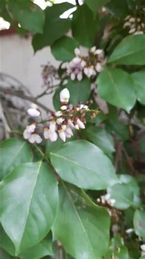 Millettia Pinnata🙏🏻