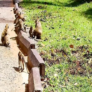 103K views · 1.2K reactions | OMG! What is the mother monkey doing to the baby monkey? #monkey | Beest | Facebook