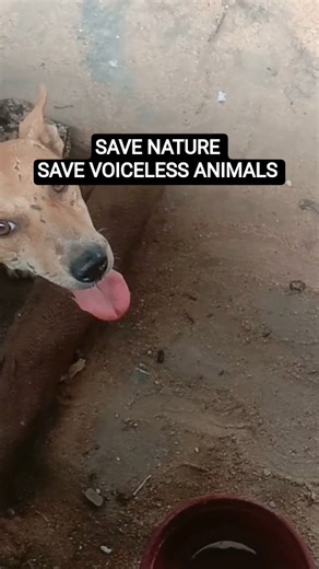 SAVE NATURE, SAVE VOICELESS ANIMALS, ADOPT ONE STREET 🇮🇳🐕🇮🇳DOG DONT SHOP
