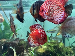 Discus Fish for Pets Aquarium Live Fish for Aquarium  | eBay UK