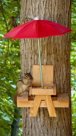 Nibble stopped by for a tiny picnic under the red umbrella today. 🌂🐿️
