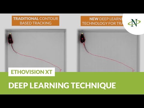 Deep learning versus contour based tracking | EthoVision XT 17