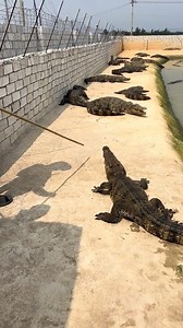 Chillin' with my reptilian friend #crocodile #crocodiles | Animal World