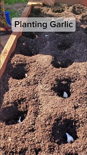 Planting softneck garlic in spring #garden #plants #garlic