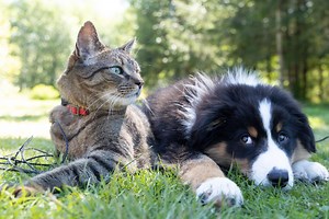 5 Dog Breeds That Like and Are Good With Cats