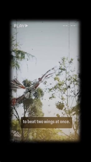 Remote Control Butterfly Unboxing