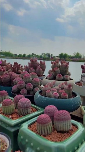 My Beautiful Cactus Collection | Rare & Unique Varieties