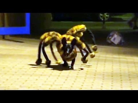 Mutant giant spider dog prank terrifies people