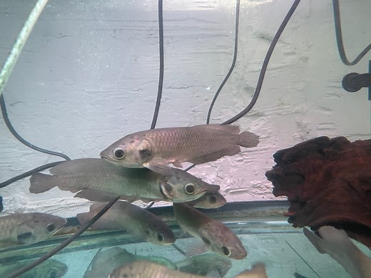 African Arowana (Heterotis niloticus)