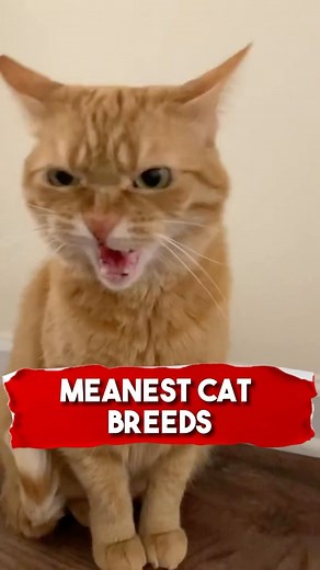 The Sphynx and Siamese cats are often considered among the meanest or most temperamental breeds. However, it's important to note that a cat's behavior is influenced more by its environment, upbringing, and socialization rather than just its breed. Some individuals within these breeds may display more aggressive or aloof tendencies, but with proper care and attention, any cat can be loving and affectionate. | Paw Plaza