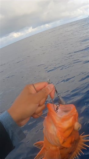 Captain Nam on Instagram: "Offshore rockfish season has started! Remember, cowcods are still off limits, so keep that descending device ready to launch them back down where they belong. Squid jig and descending device: @promarahiusa"