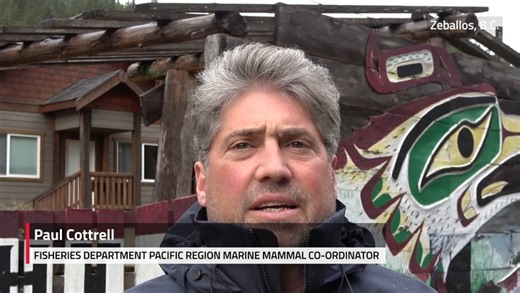 Plans Underway To Airlift Stranded B.C. Killer Whale