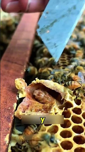 ¿Por qué se cría una nueva abeja reina mientras la actual sigue viva?