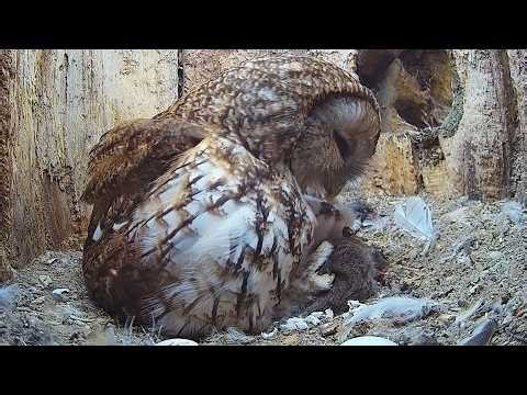 Tawny Owl Mum So Gentle With Newly Hatched Chicks | Luna & Shadow | Robert E Fuller