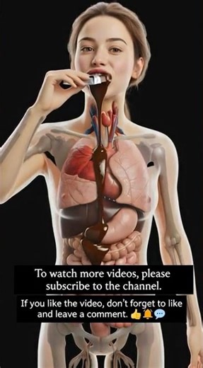What Happens Inside Your Body When You Eat Chocolate | 3D Digestion Animation