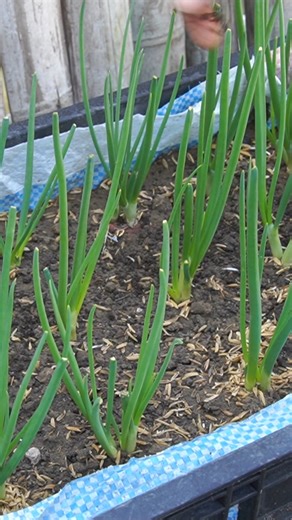 A basic plastic tub is all you need for nonstop green onions. This setup grows fast, stays tidy, and works in any small space. Perfect for balconies, patios, and kitchen-side harvesting. #UrbanGardening #GreenOnions #ContainerGardening #SmallSpaceLiving #DIYGarden #GrowYourOwnFood #OriginalContent | DIY Balcony Garden