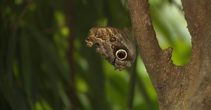 Your family can help the Butterfly Pavilion monitor butterflies in our state