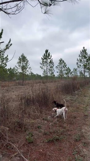 English Cocker acting like a pointer on a quail hunt. #cockerspaniel #quail #hunting #pointer