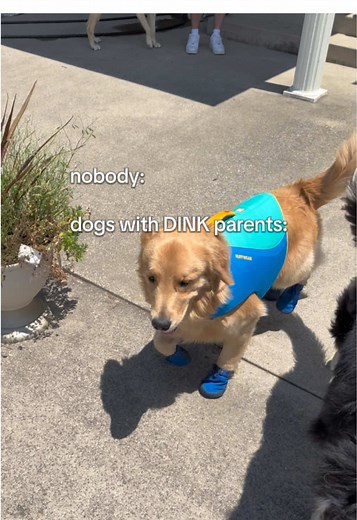 Golden Retriever Summer OOTD: Fun Pool Day Styles