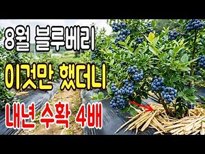 【블루베리】 내년 수확량 4배 차이 납니다 뿌리부터 이것만 관리하세요 가장 효과 좋은 8월 재배법 블루베리 묘목을 건강한 성목으로 키우기 |텃밭가꾸기
