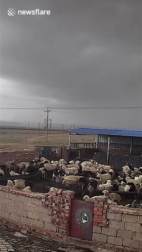 Incredible instinct: Sheep flock huddles together moments before tornado rips roof off pen in China | 911 Central