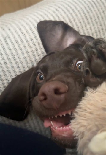 The Ultimate Guide to Puppy Training