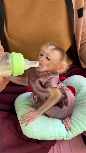 Smart&Lovely Baby Monkey