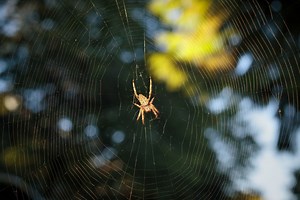 Araignées : voici comment protéger efficacement votre maison