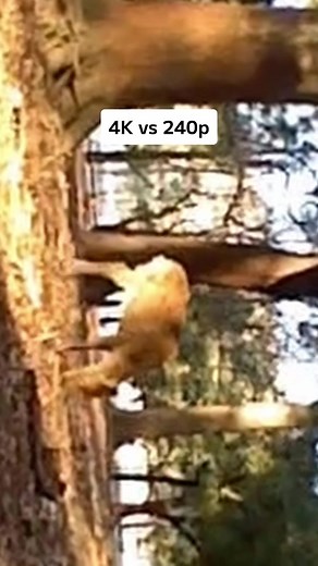 カメラの進化: 4Kと240pの違いについて解説