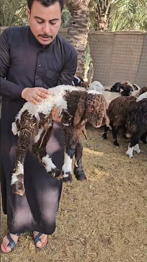 إنتاج الفحل الحرجي الاصلي #فحل