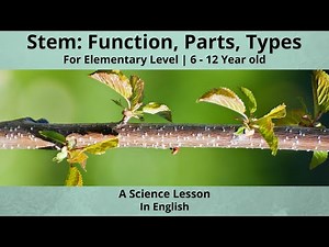 Parts of Stem and its Types | Function of Stem | A Montessori Science Lesson | Elementary Level