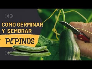 CONSEJOS para SEMBRAR semillas de PEPINO y obtener una COSECHA ABUNDANTE