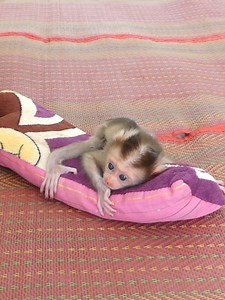 Cute Baby Monkey Bom's Family | Mr Bon