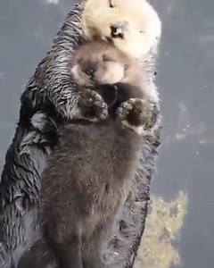 Animal Alchemy on Reels