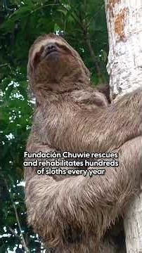 Sloth And Her Baby Brought To Safety After Getting Too Close To Traffic | The Dodo