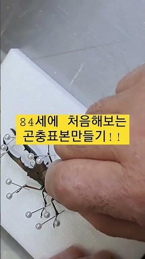 만천곤충박물관 표본만들기