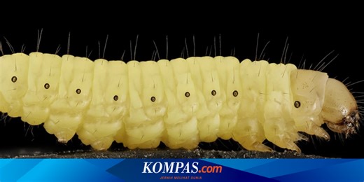 Mengenal Wax Worm, Binatang Kecil yang Bisa 'Memakan' Plastik