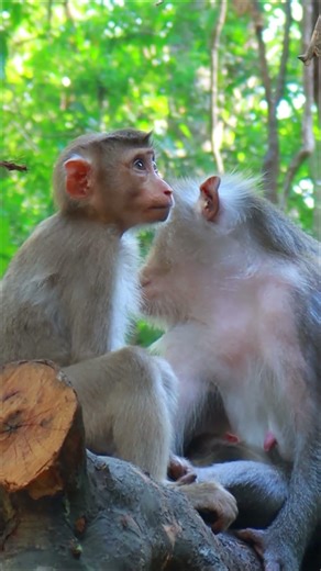 Lily seem tired #monkey