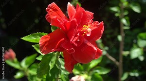 Rose Mallow or Chinese Rose is red flower or know Hibiscus rosa-sinensisis a species of tropical hibiscus, a flowering plant in the Hibisceae tribe of the family Malvaceae