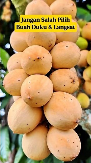 DUKU vs LANGSAT‼️ Many Are Still Wrong‼️ Here's the Difference + Seasonal Facts