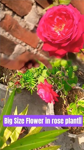 Rose plant More Flowering in Basal soots ||