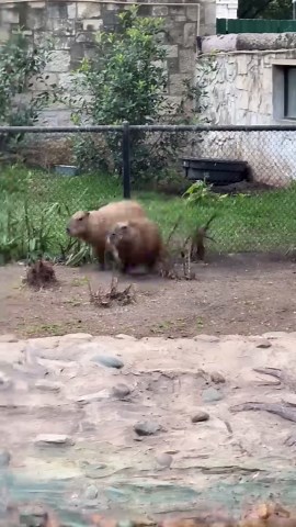 Talented diving capybaras show off their amazing and funny skills