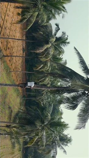 Nature Is My Gym 🌴 | Coconut Tree Climbing Workout