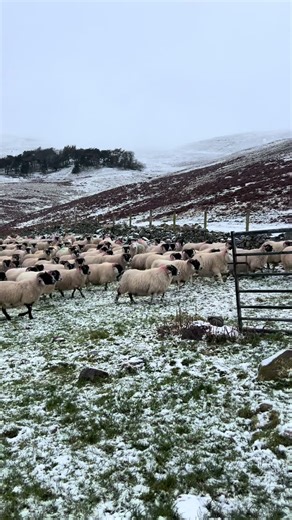 Sheepdog Skills: Navigating Lambing Season Successfully
