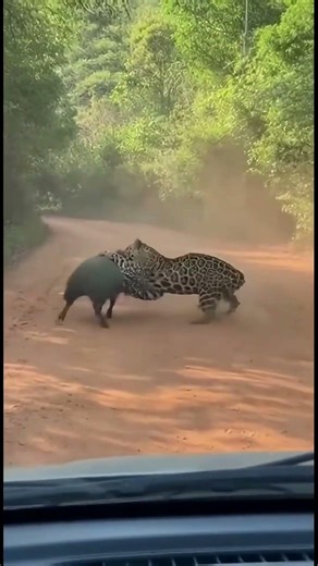 Jaguar VS Wild Boar! Which is stronger? #amazon #jaguar #wildboar #shorts #viralvideo #wildlife
