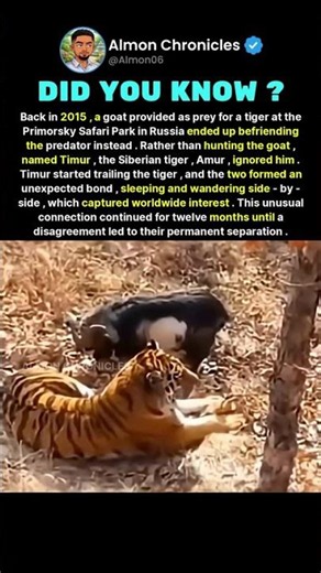 Back in 2015, a goat provided as prey for a tiger at the Primorsky Safari Park i...