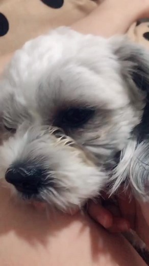 Adorable Fluffy Puppy Relaxing on Lap