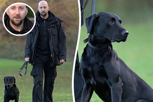 Drug-busting black Labrador crowned Britain’s top prison dog